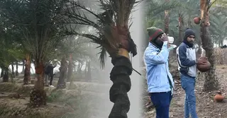 মানিকগঞ্জে খেজুরের কাঁচা রসে নিপাহ ভাইরাসের ঝুঁকি বাড়ছে